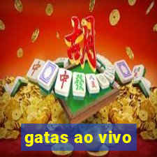 gatas ao vivo